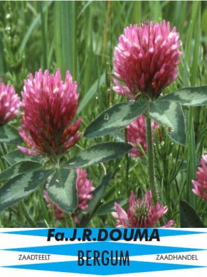 Trifolium pratense