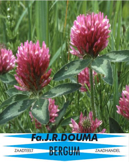 Trifolium pratense Rode klaver DZ 1