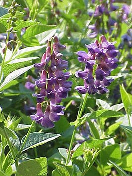 Wikken Vicia Sativa Wikken groenbemester 1