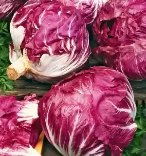 Roodlof Palla Rossa