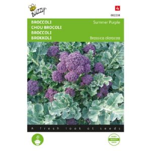 Buzzy Broccoli Summer Purple