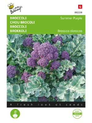 Buzzy Broccoli Summer Purple