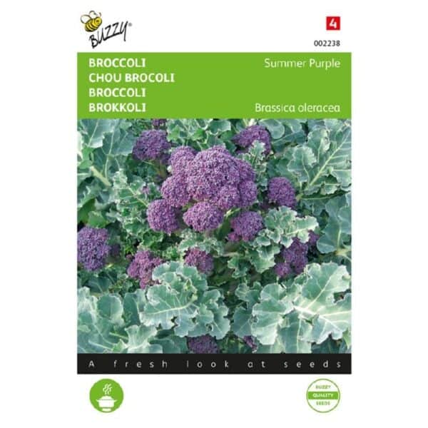 Buzzy Broccoli Summer Purple