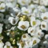 Alyssum