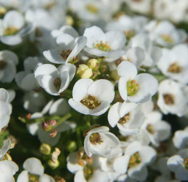 Alyssum