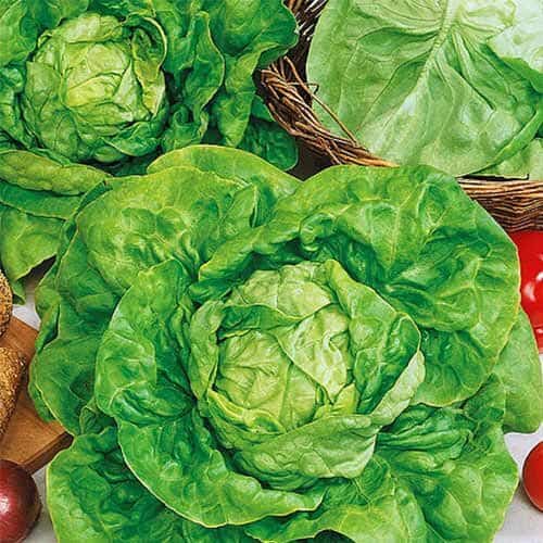 0111 Kropsla Zwart Duits