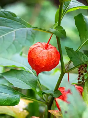 Lampionplant Physalis franchetii