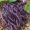 046300-stamslabonen-purple-queen Purple Queen stamslaboon