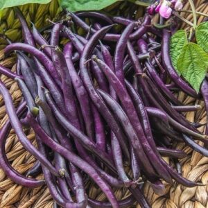 Purple Queen stamslaboon