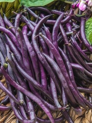 Purple Queen stamslaboon