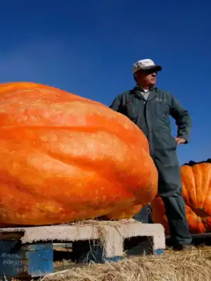 pompoen atlantic giant