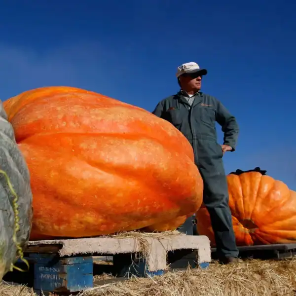 pompoen atlantic giant