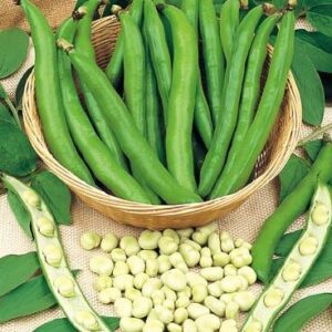 Witkiem tuinbonen