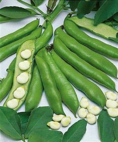 050400-tuinbonen-vroege-brede-witkiem Tuinbonen Witkiem