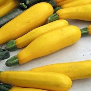 courgette gold rush f1