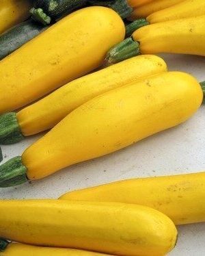 courgette gold rush f1