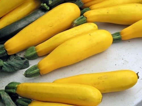 courgette gold rush f1