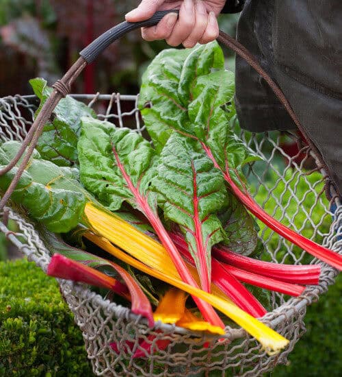 Snijbiet Bright Lights