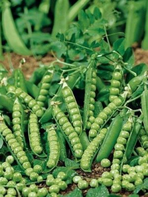 Doperwt Eminent Stamdopper