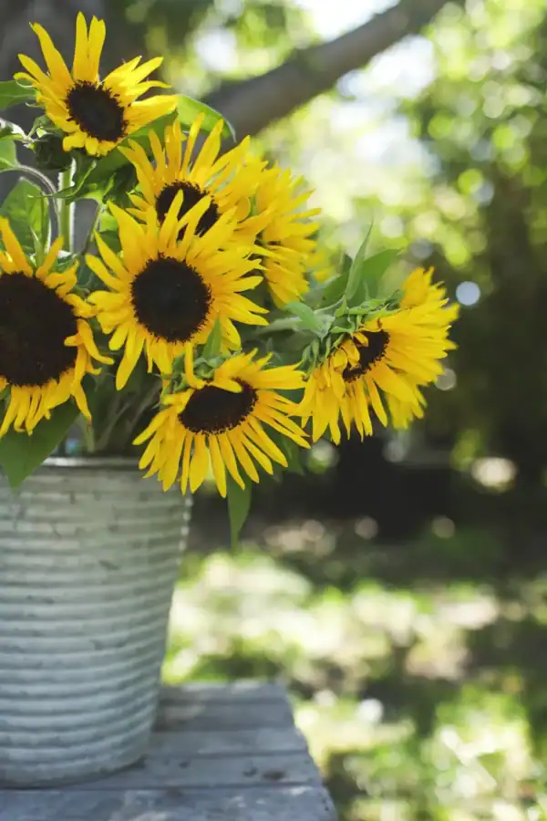 Zonnebloem Helianthus Debilis Stella
