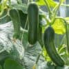Zucchini plants Snackkomkommer Iznik F1