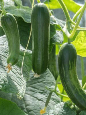 Zucchini plants Snackkomkommer Iznik F1