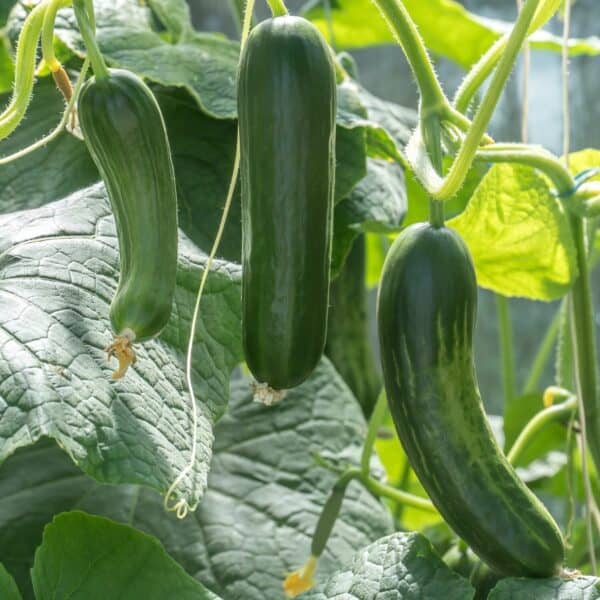 Zucchini plants Snackkomkommer Iznik F1