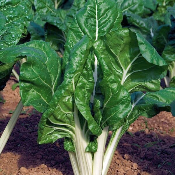 Snijbiet Gewone Groene