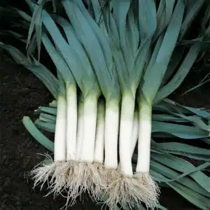 Prei Blauwgroene herfst ideal