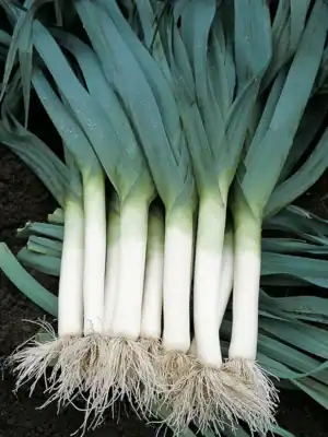 Prei Blauwgroene herfst ideal