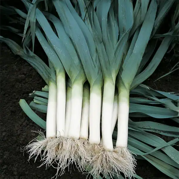 10330_800x800_02783c89-7824-4fe1-9da5-0ac5e4afcf8f Prei Blauwgroene herfst ideal