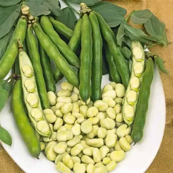 11160_800x800_44156360-9f3e-4b21-af56-e5c27d02637a Tuinbonen Witkiem