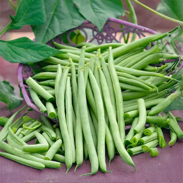 11470_800x800_e6b3326d-e0f4-4655-88ac-ae8cea50a665 Stokslabonen Cobra