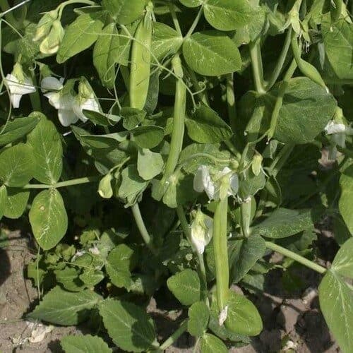 Buzzy Organic Peulen Norli BIO