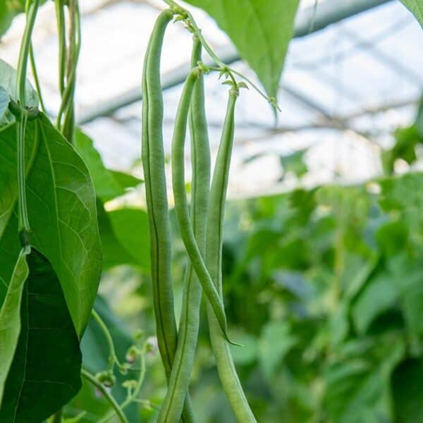 11726 Stokslabonen Cobra