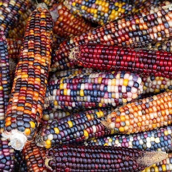 Siermais Mix Siermais Mix