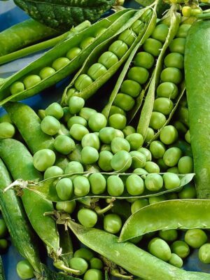 Doperwten Kelvedon Wonder