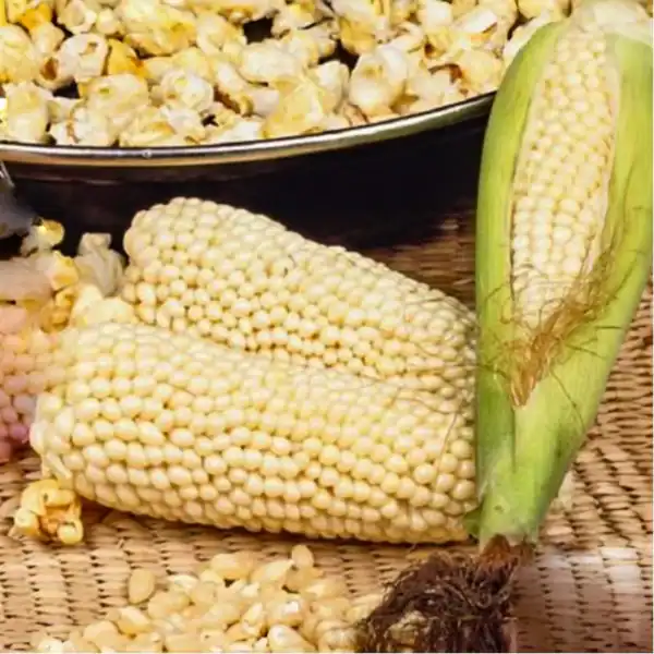 Popcornmais