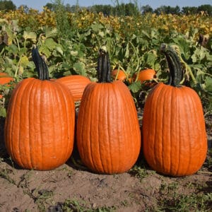 Pompoen Jack O’Lantern