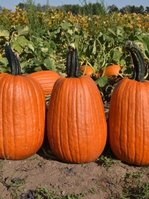 Pompoen Jack O’Lantern