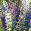 Delphinium cultorum Giant Pacific Mix