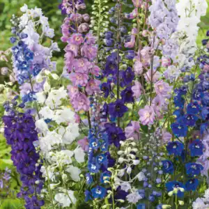 Delphinium cultorum Giant Pacific Mix