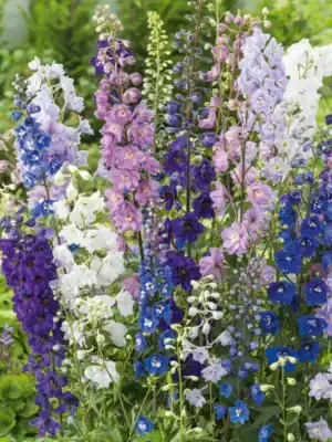Delphinium cultorum Giant Pacific Mix Delphinium cultorum Giant Pacific Mix