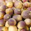 Koolraap - Brassica rapa var. oblonga