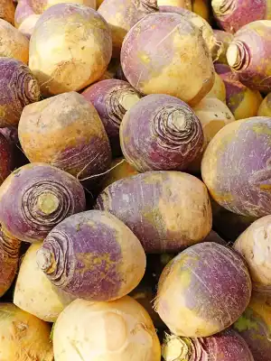 Koolraap - Brassica rapa var. oblonga