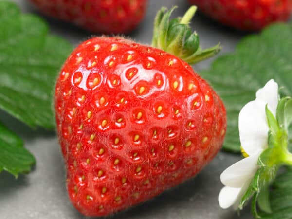 Aardbeizaden Grandian F1