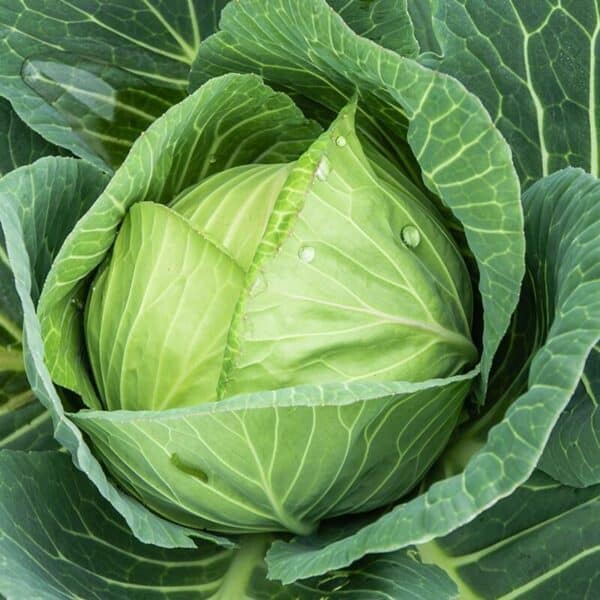 1560_dbweb Witte kool langedijker bewaar