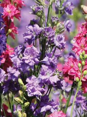 Delphinium Consolida Ajacis Mix