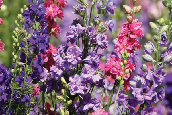 Delphinium Consolida Ajacis Mix Delphinium Consolida Ajacis Mix