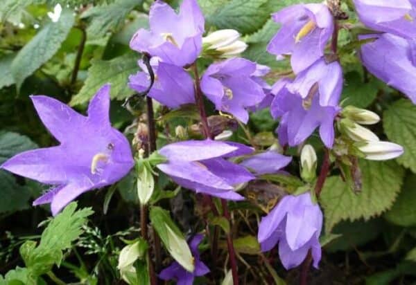 Cruydt Hoeck Ruig Klokje